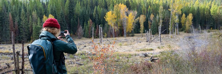 person taking a picture of an open area in a forest with their phone