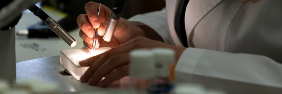 close up view of hands working on a slide lit with lights under a microscope