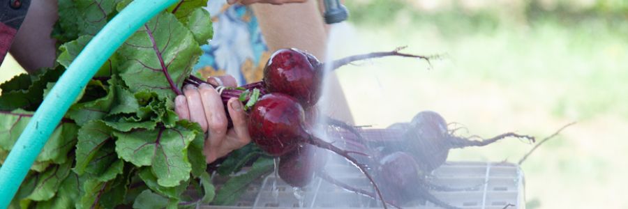 close up view of hands holding a large bunch of beets while spraying them with a hose