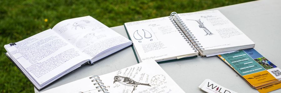 table covered in open sketch books with pictures of animals and notes