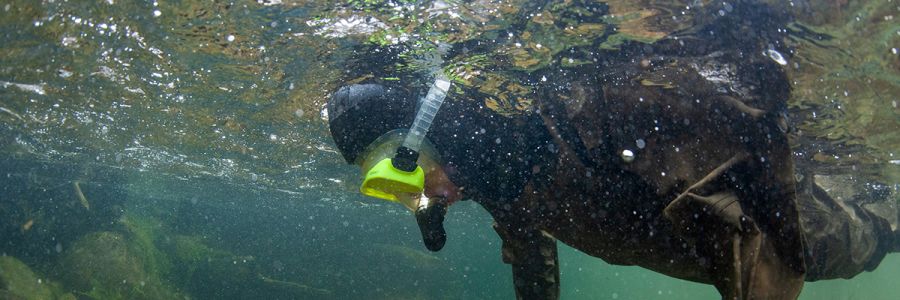 person in a wetsuit snorkeling in a creek