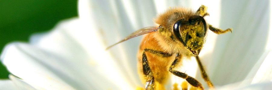 closeup view of a bee crawling around a flower