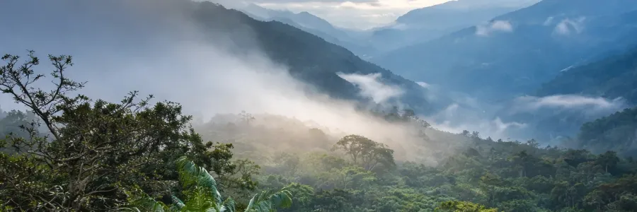 Ecuadorian cloud forest