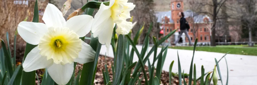 A daffodil blooms on the University of Montana campus during the spring, with Main Hall in the background.