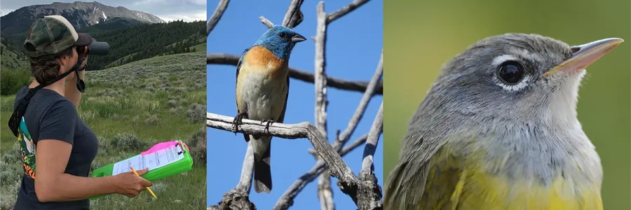 photos left to right: 1) a person looks through binoculars in the mountains, 2) a Lazuli Bunting on a branch, 3) female MacGillivray's Warbler 