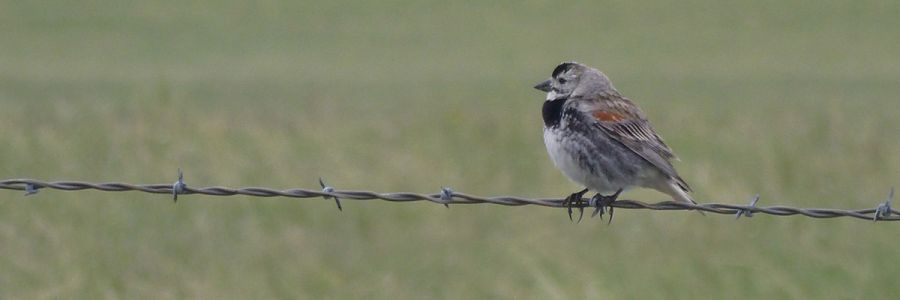 a bird perching on a strand of barbed wire