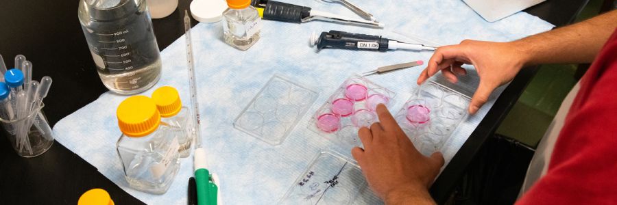 person working on cell cultures on table covered in tools