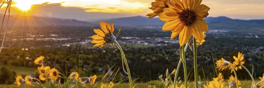 The sun set over the Missoula Valley as blooming arrowleaf balsamroot soaks up the sun