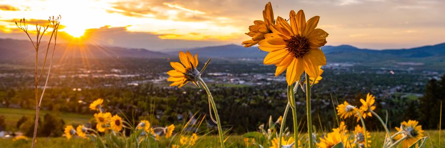 flowers on a hill in the dramatic light of a sunset over Missoula