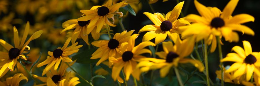 closeup view of many black-eyed susan flowers 