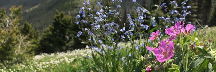 close up of pink and blue wildflowers on a green hill on a sunny day