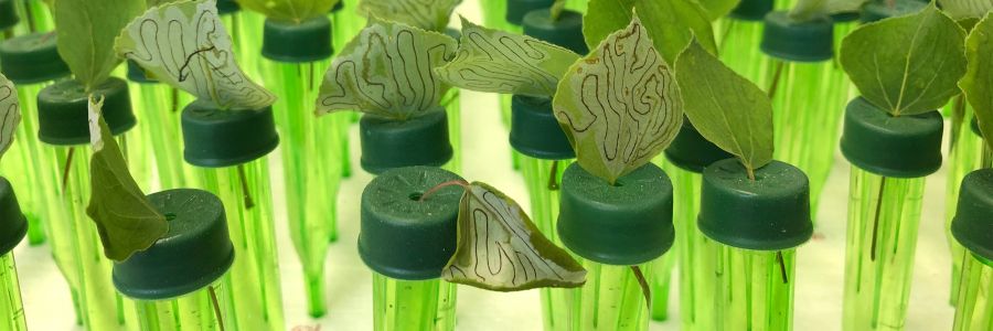 close up view of test tubes with leaves growing out of the top