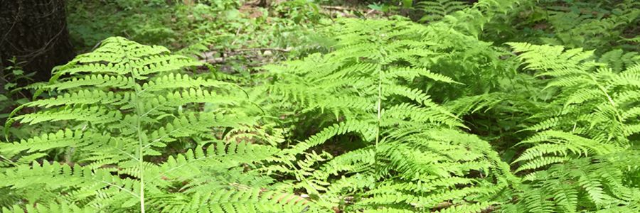 row of fern leaves in a forest