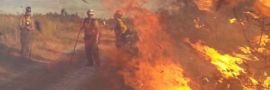 three firefighters standing on a dirt road next to burning plants