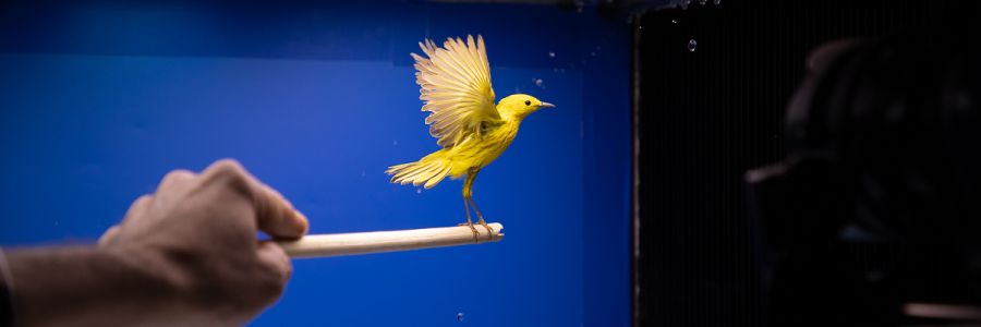 bird perching on a stick being held by a hand