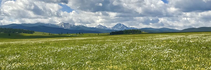 grassy meadow filled with wildflowers with steep, snowy mountains in the background