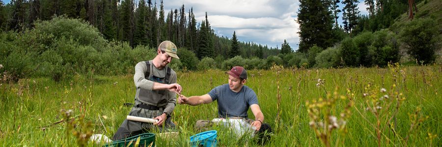 two students taking samples in a conifer forest meadow 