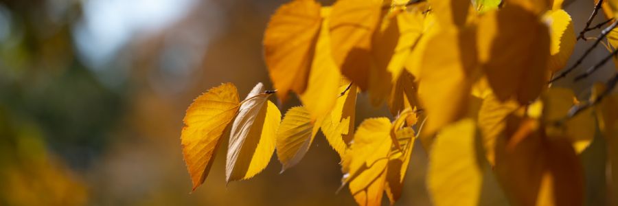close up of orange autumn leaves hanging from a branch