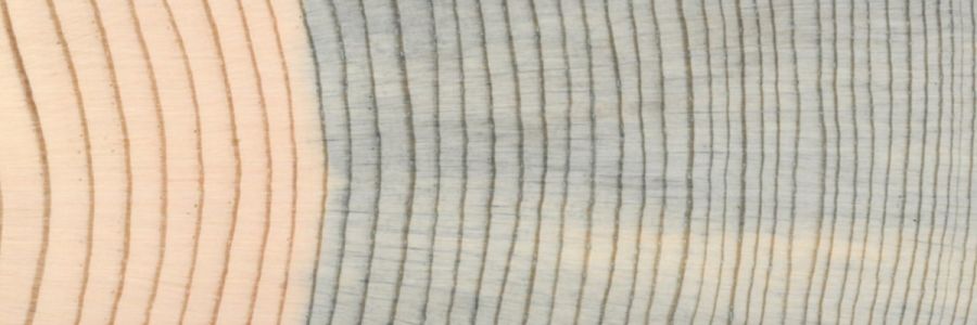 close up view of the growth rings of a tree