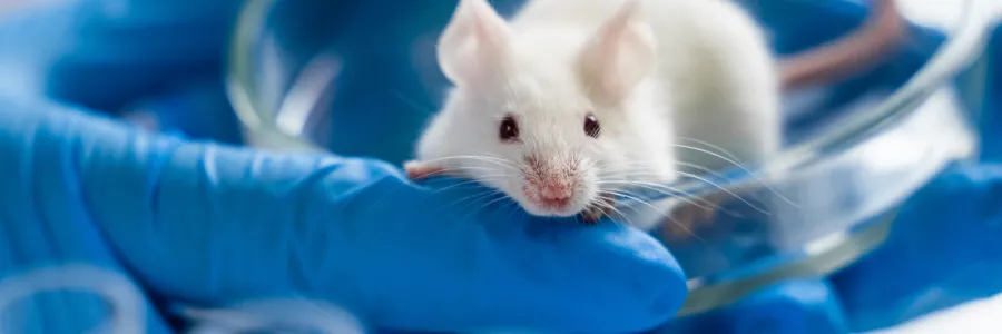 A scientist wearing blue latex gloves holding a live white mouse in a petri dish.