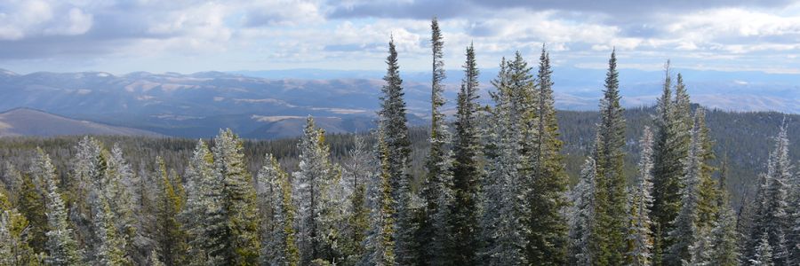 foreground line of conifer trees with tree covered mountains in the background
