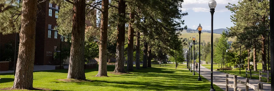 Sunny day on the University of Montana campus along Memorial Row, with tall pine trees lining the left side and a paved walkway with street lamps on the right.