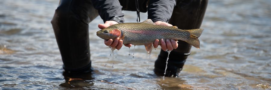 person kneeling in a river holding up a trout with two hands