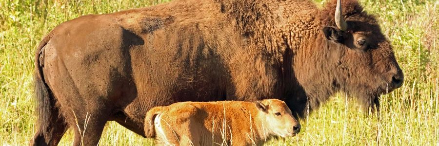 An adult bison with a calf in a sunlit, grassy field, showcasing deep browns and tawny hues.