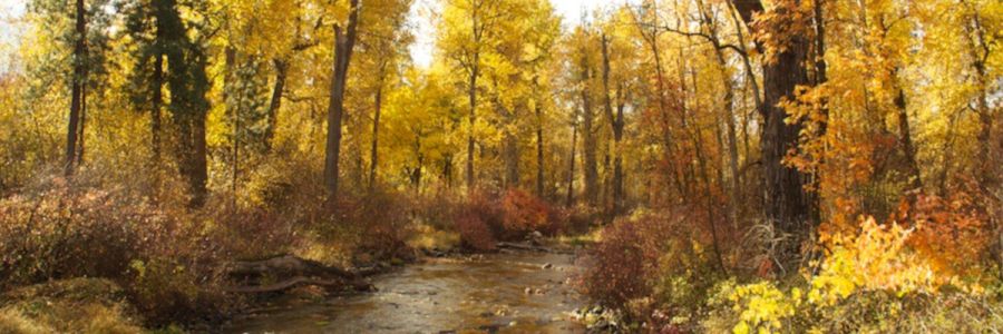 stream flowing through a forest with autumn colored leaves on the trees