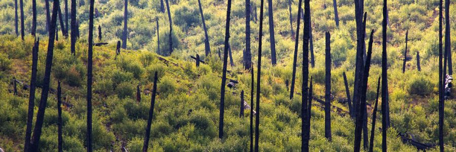 hillside with tree trunks burned in a forest fire and many small bushes and other plants growing in their place