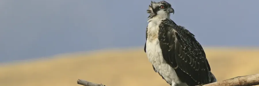 Osprey perched on a branch, showcasing its distinctive plumage against a blurred landscape.