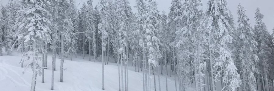 snow coated pine trees on a deeply snow covered hill
