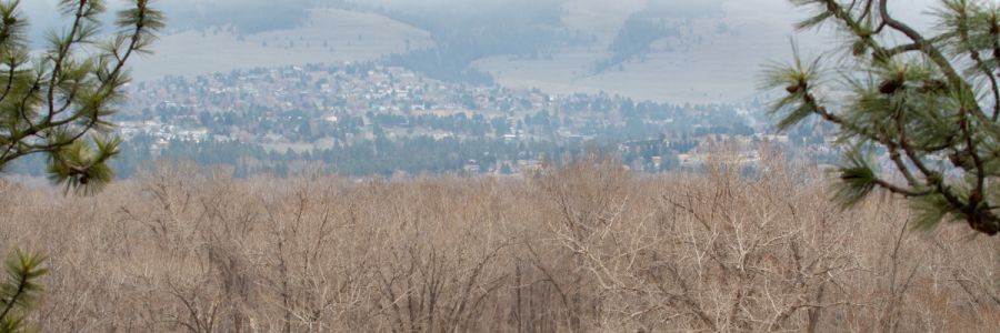 hill covered with house seen through dry, leafless trees in the foreground