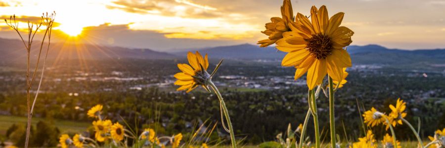 yellow flowers in the foreground with Missoula and the sun shining brightly through clouds