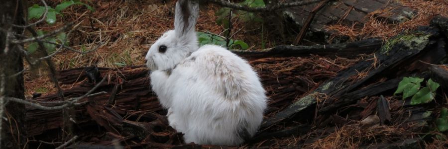 white rabbit sitting in dark forest undergrowth