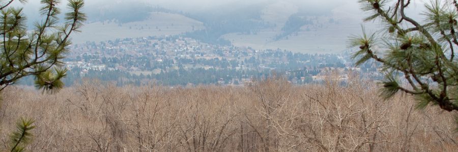 hill covered with houses seen through dry, leafless trees in the foreground