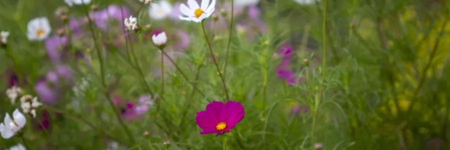 Flowers offer some vibrant color on the ؿ campus.