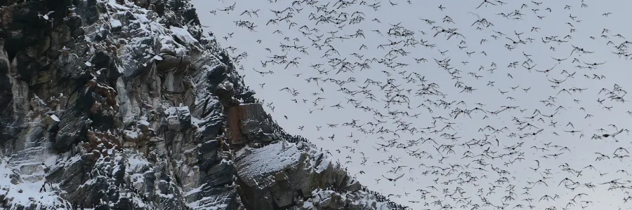Arctic seabirds in the southern Barents Sea: puffins, razorbills, guillemots, gulls and shags swirl across a snowy, mountainous landscape and create a dramatic, cloud-like formation in the sky. Many more are perched on the mountainside.