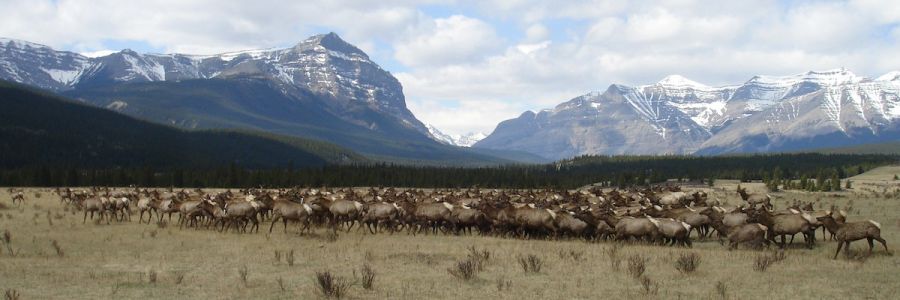 elk herd in a valley with steep snow covered mountains in the background