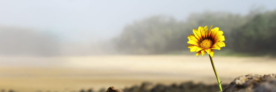 closeup view of a blooming yellow flower with blurred background