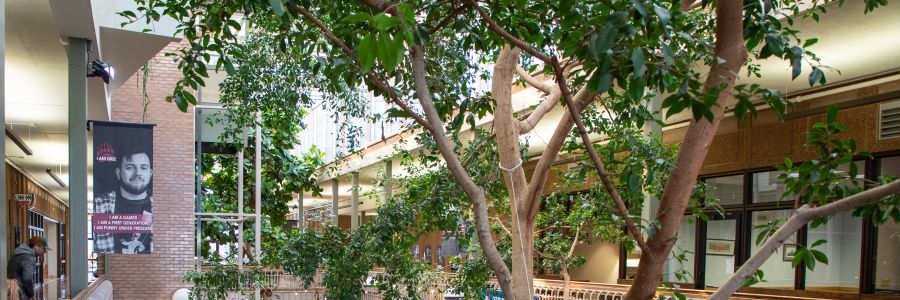 view of the inside of University Center from the third floor showing trees, plants and skylights