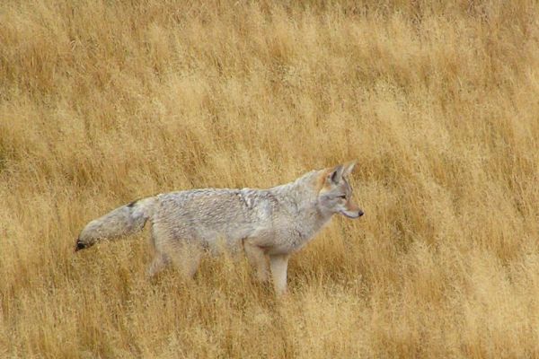 coyote