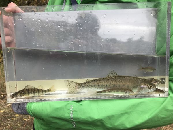 Fish