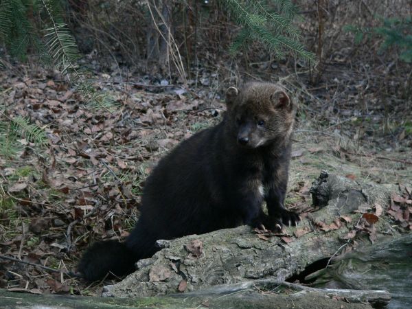 Wildlife