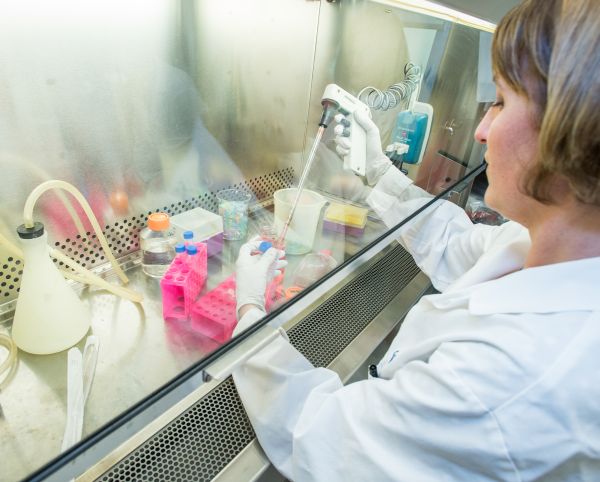 student using sterile hood