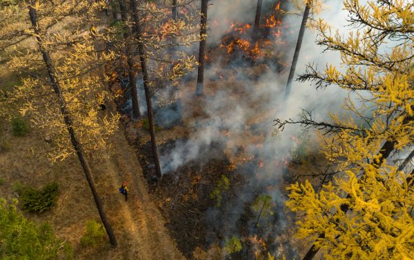 Controlled forest fire