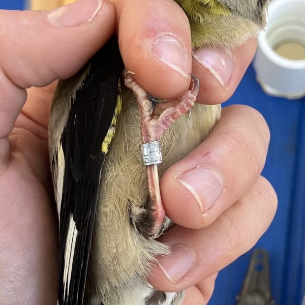 An Evening Grosbeak in the hand