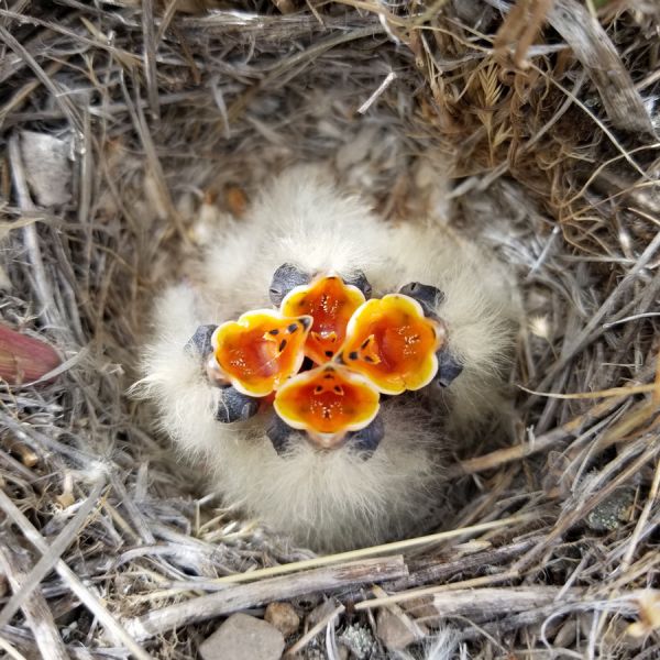 Horned Lark nestlings beg for food