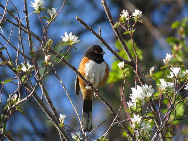 Female Spotted Towhee perched in a bush with food in her mouth