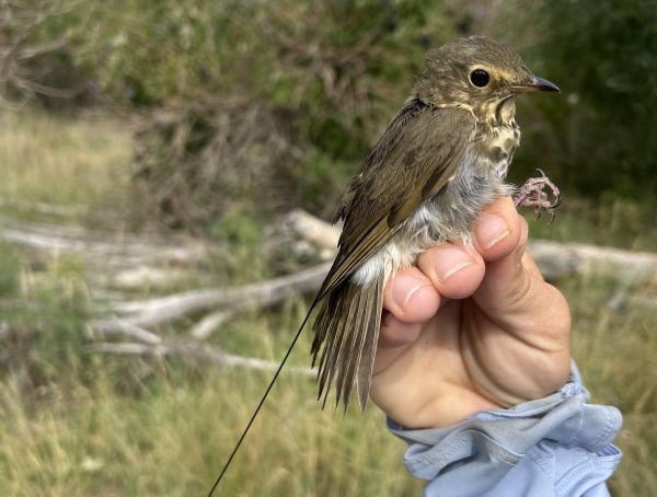 A Swainson's Thrush is held to show the transmitter tag applied to its back.